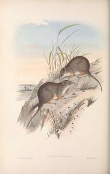 صورة Parantechinus Tate 1947