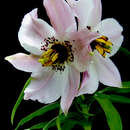 Image of Lilium apertum Franch.