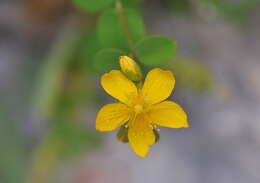 Image de Hypericum nummularium L.