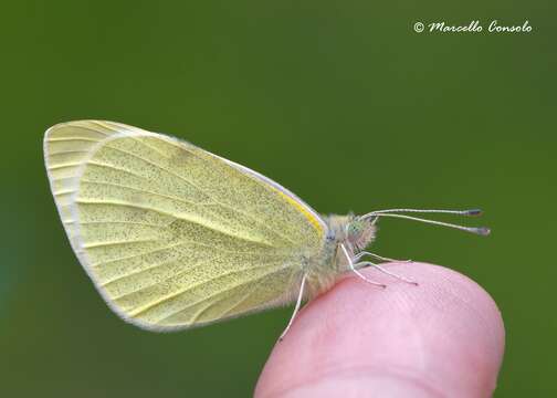 Image of Southern Small White