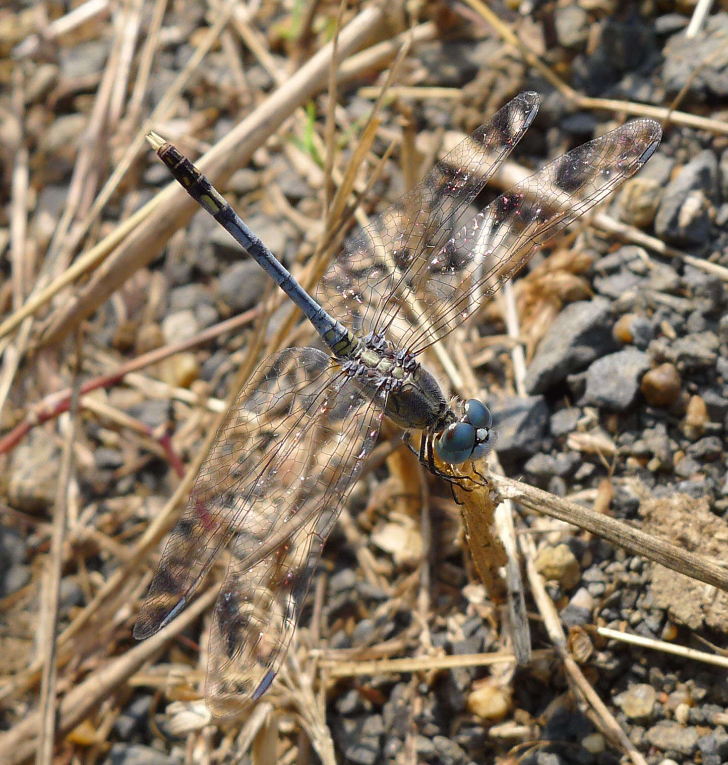 Image of Diplacodes trivialis (Rambur 1842)