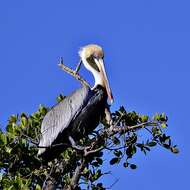 Image of pelicans