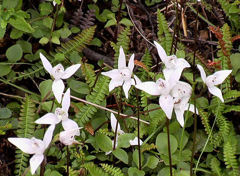 Image of Codonorchis