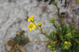 Image of Senecio pinnatifolius A. Rich.