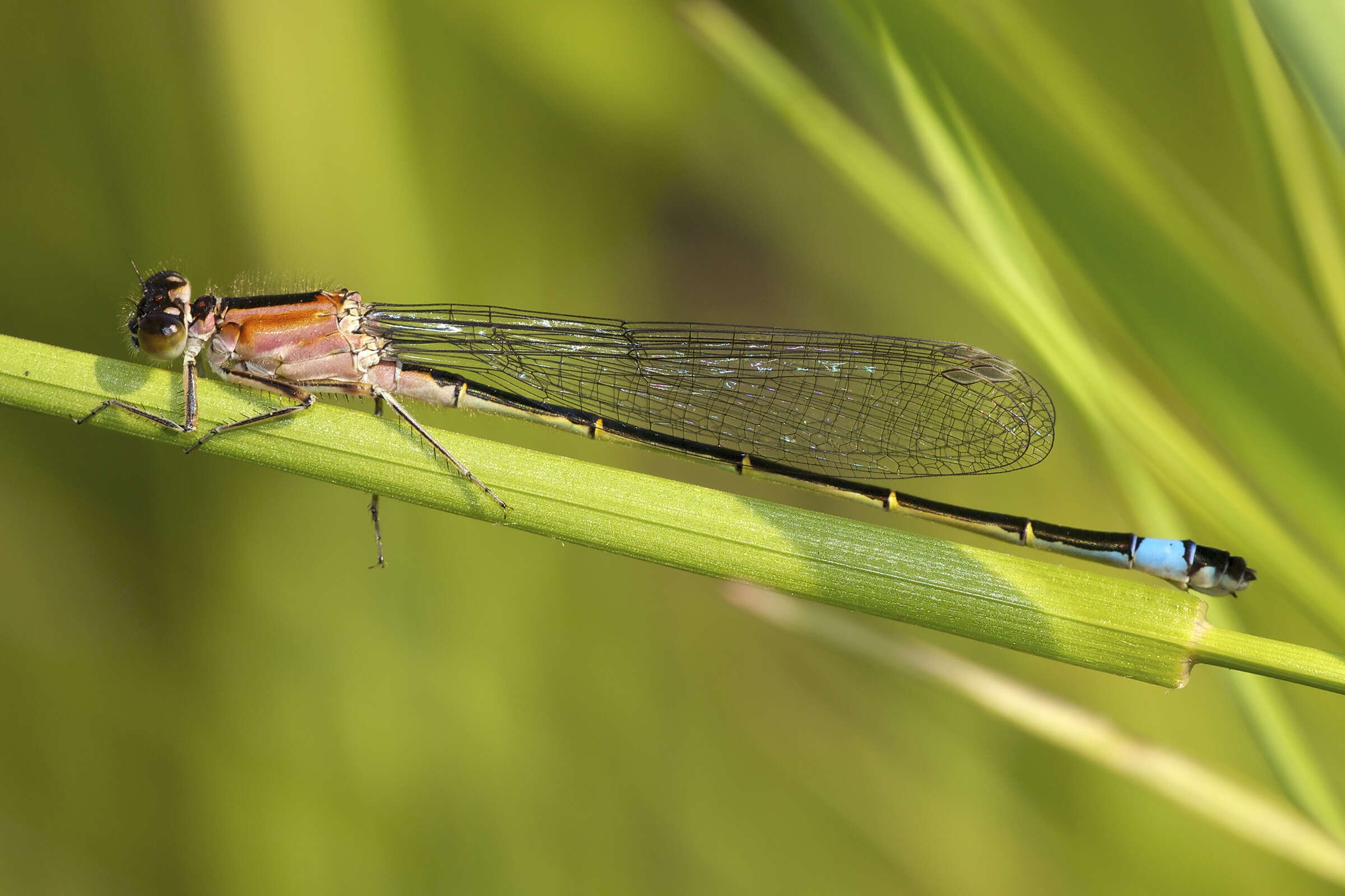 Image of Common Bluetail