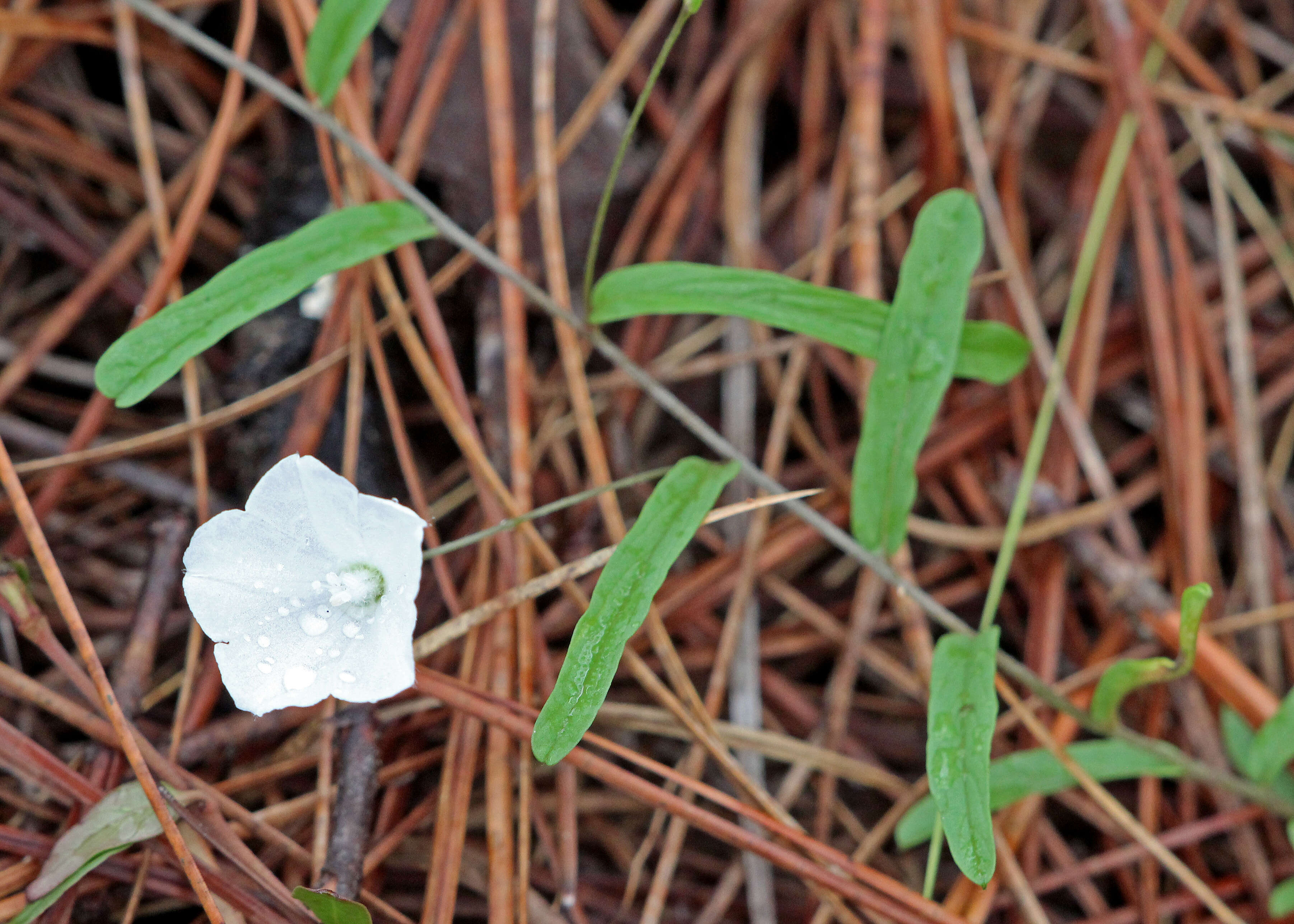 Image of coastal plain dawnflower