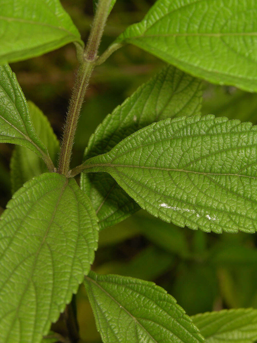 Image of threeleaf shrubverbena