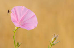 Image of Convolvulus cantabrica L.