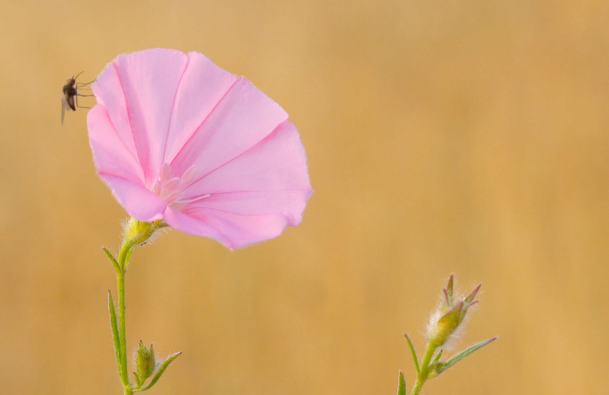 Image of Convolvulus cantabrica L.