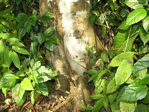 Image of Ficus costaricana (Liebm.) Miq.