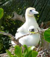 Image of Red-footed Booby