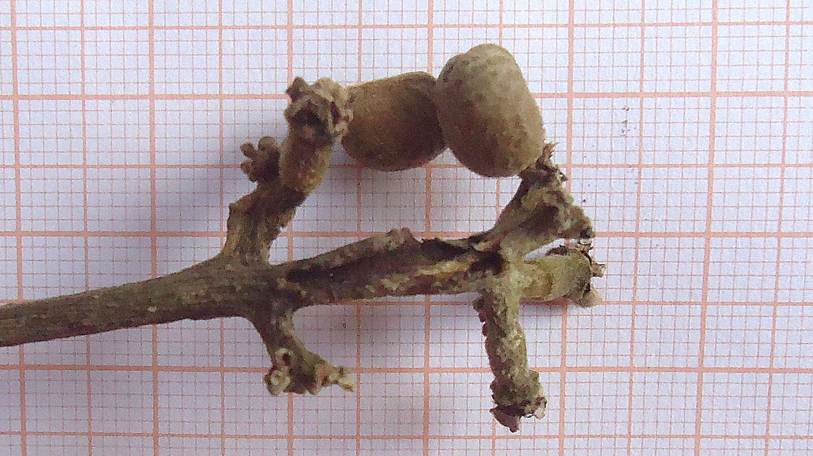 Image of Conchocarpus