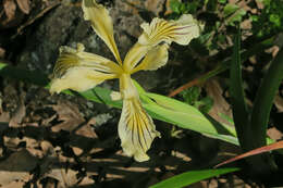 Image of Siskiyou iris