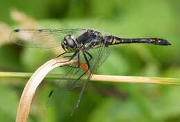 Image of Sympetrum Newman 1833