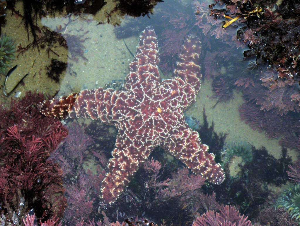 Image of ochre sea star