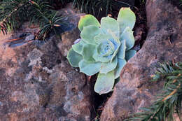 Image of chalk dudleya