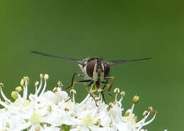 Leucozona laternaria (Muller 1776) resmi