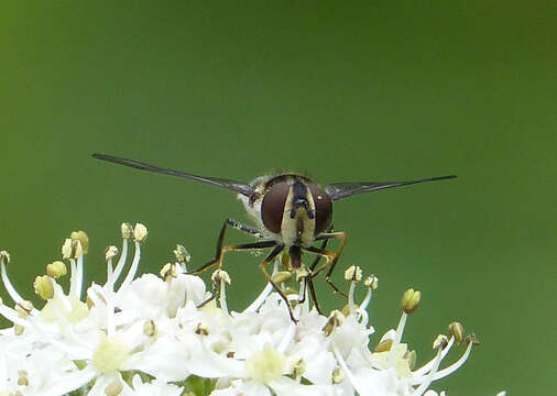 Image of Leucozona laternaria (Muller 1776)