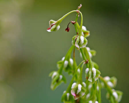 Rumex verticillatus L.的圖片