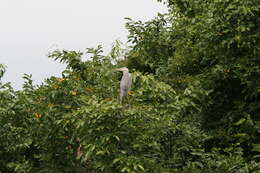 Image of Ardea cinerea jouyi Clark & AH 1907