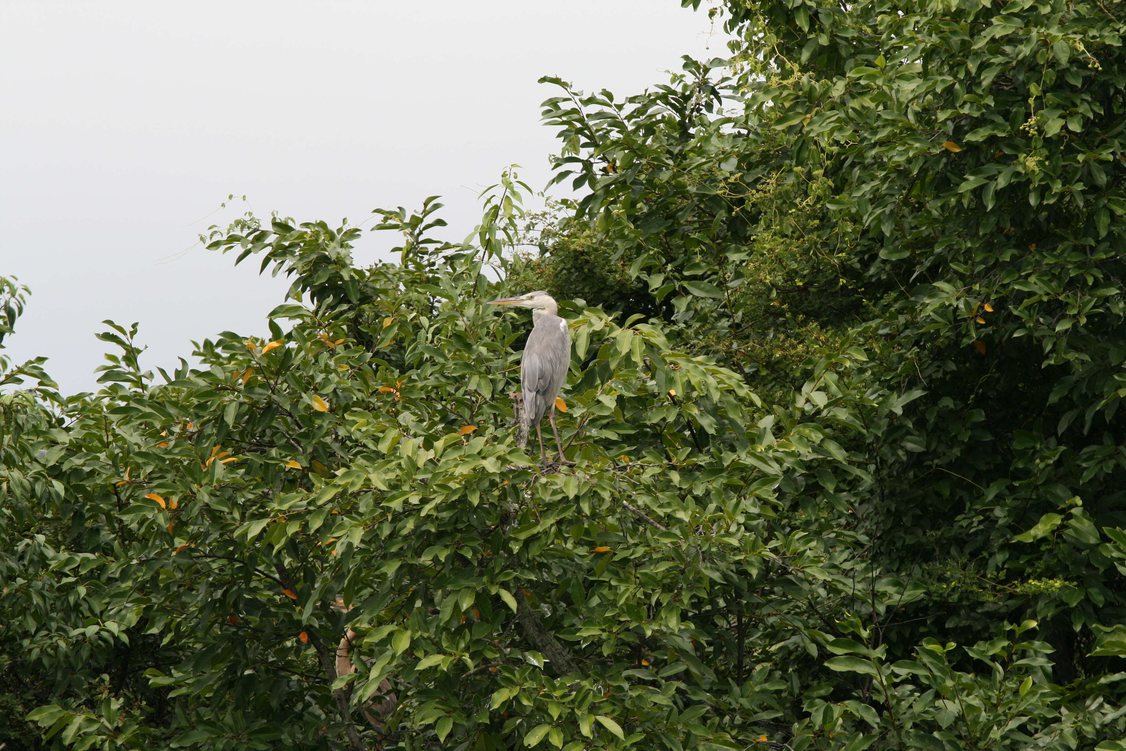 صورة Ardea cinerea jouyi Clark & AH 1907