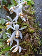 Image of Coelogyne swaniana Rolfe