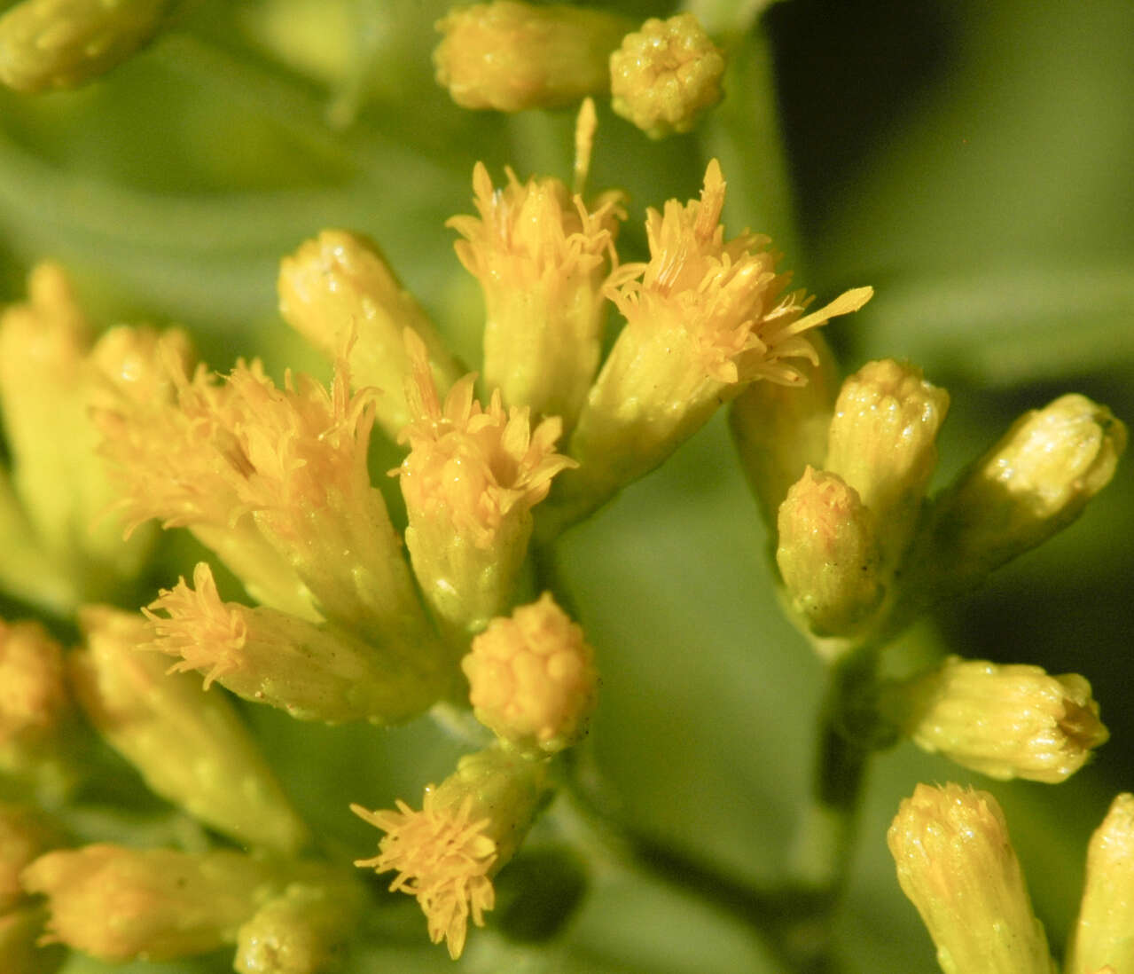 Image of flat-top goldentop