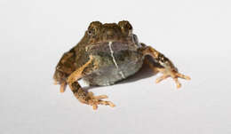 Image of Tungara Frog