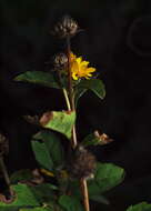 Image of heliopsis