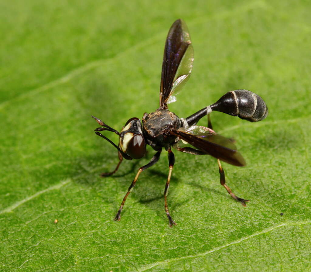 Image of thick-headed flies