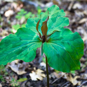 Image of trillium