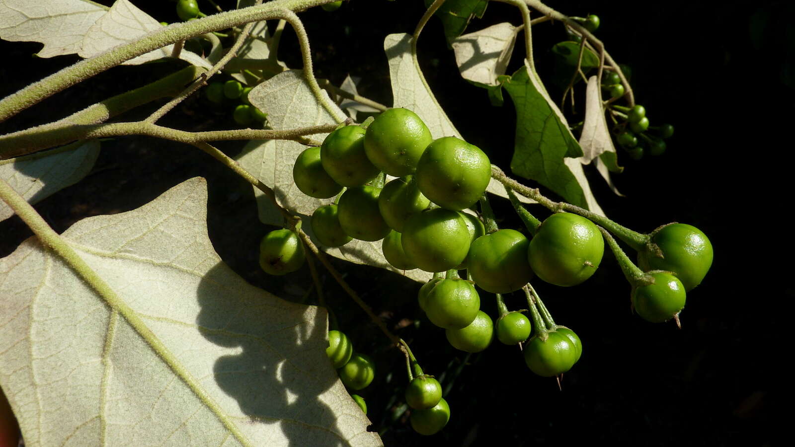 Image of Solanum paniculatum L.