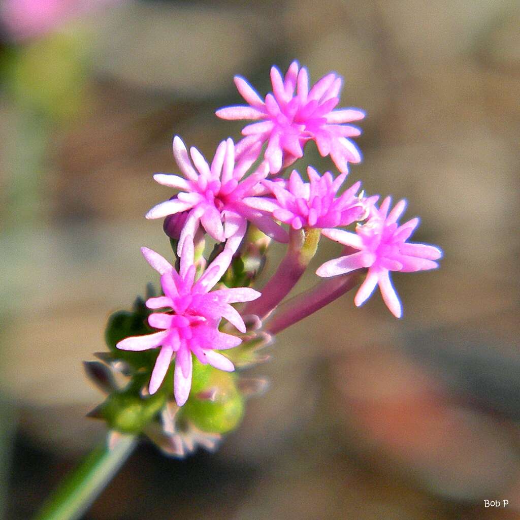 Image of Few-flowered Milkwort