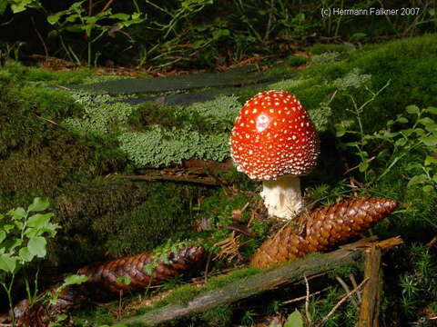 Image of Amanita