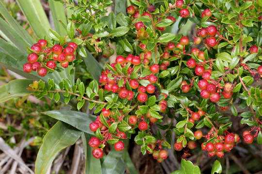 Image de Vaccinium myrsinites Lam.