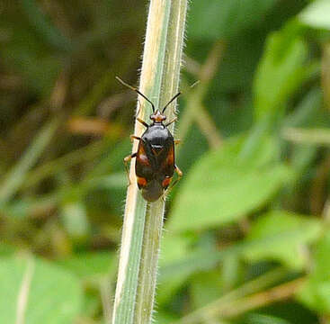 Image of Deraeocoris