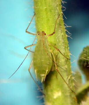 Image of pea aphid