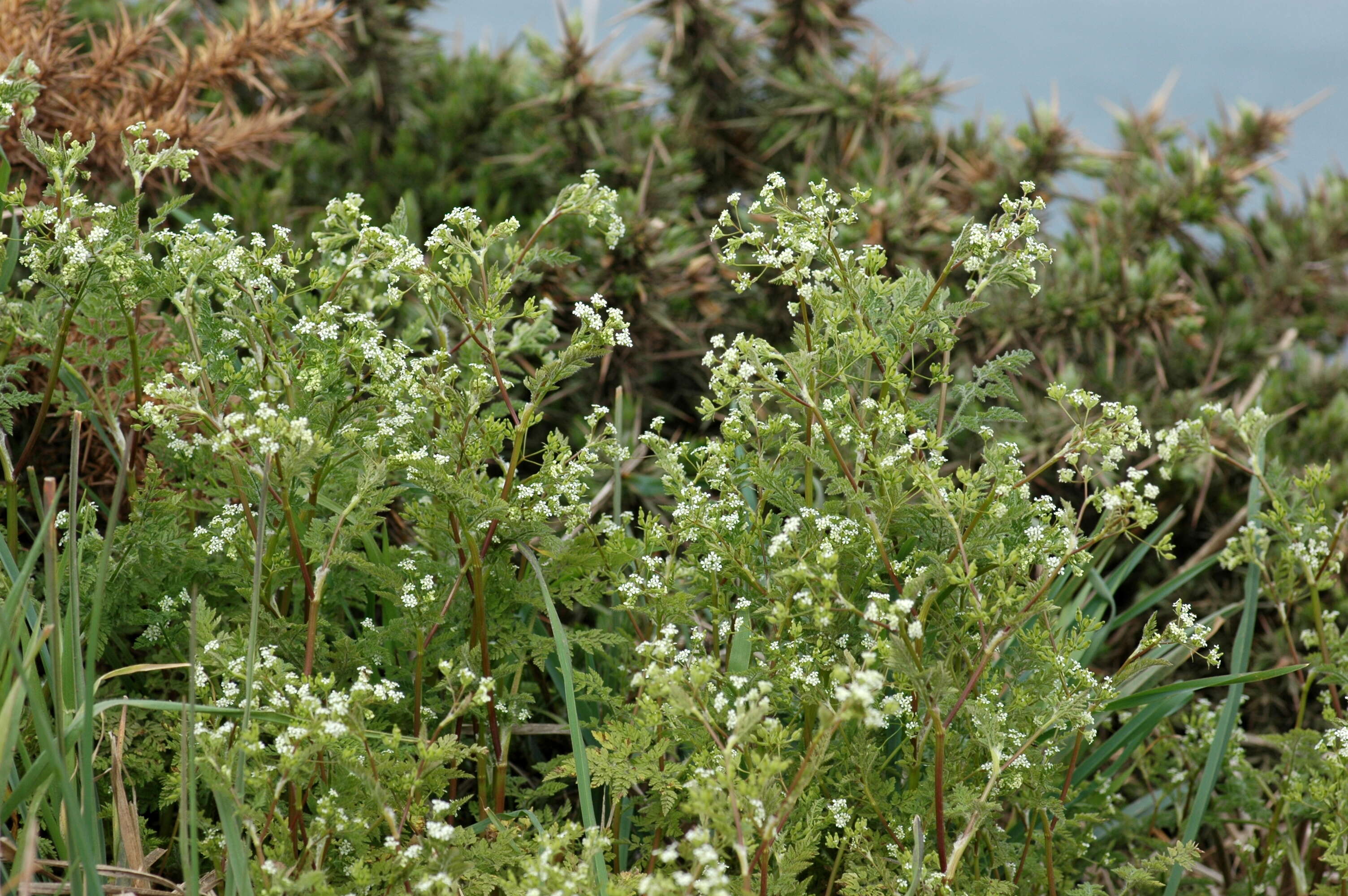 Image of chervil