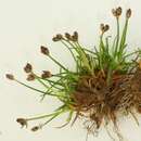 Image of Juncus antarcticus Hook.