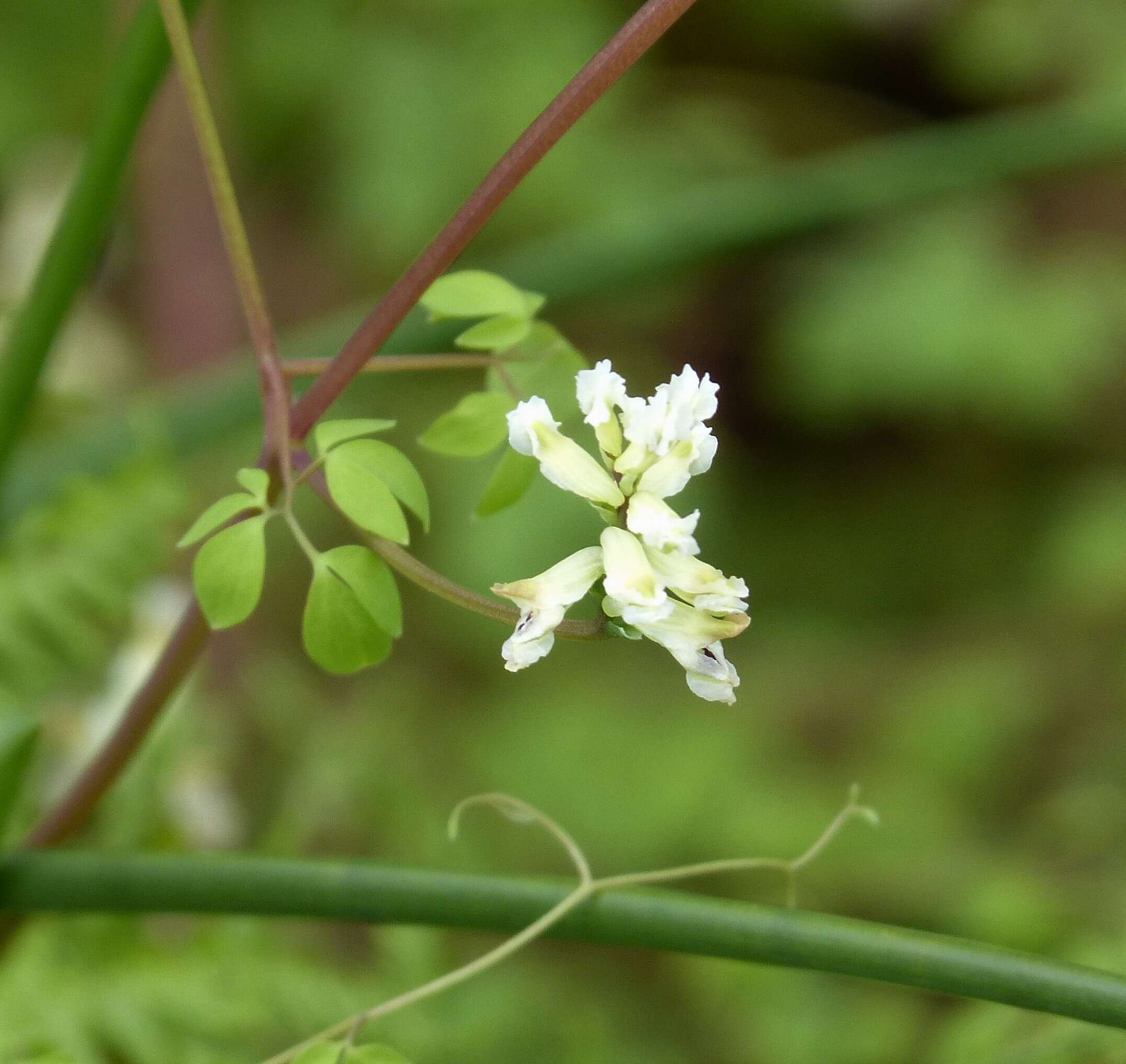 Image of pale corydalis