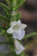 Image of Chloanthes parviflora Walp.