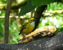 Image of Silver-throated Tanager