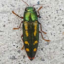 Image of Red-legged Buprestis