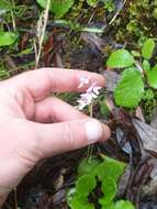 Plancia ëd Galearis rotundifolia (Banks ex Pursh) R. M. Bateman