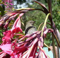 صورة Diglossa plumbea Cabanis 1861