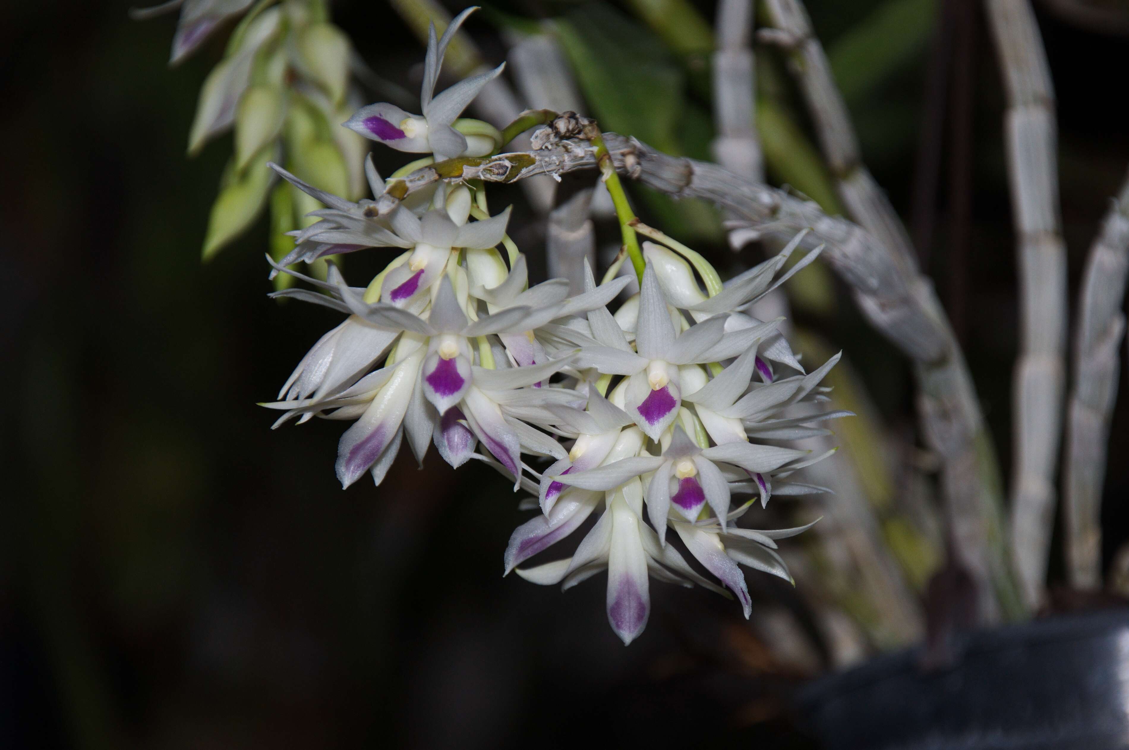 Sivun Dendrobium amethystoglossum Rchb. fil. kuva