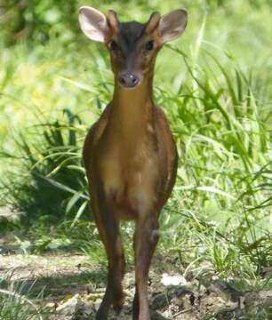 Image of Reeves' Muntjac