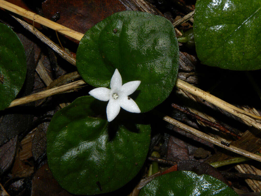 Image of Geophila cordifolia Miq.