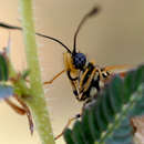 Image de Acraea ventura Hewitson 1887