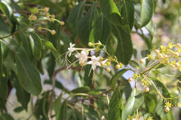 Imagem de Clerodendrum floribundum R. Br.